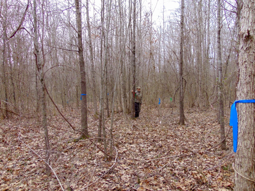 Precision Forestry experiment site