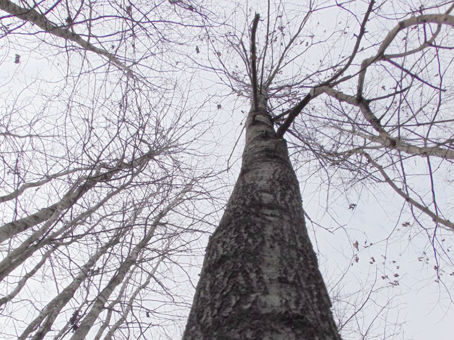 Precision Forestry Tree - Cherrybark Oak