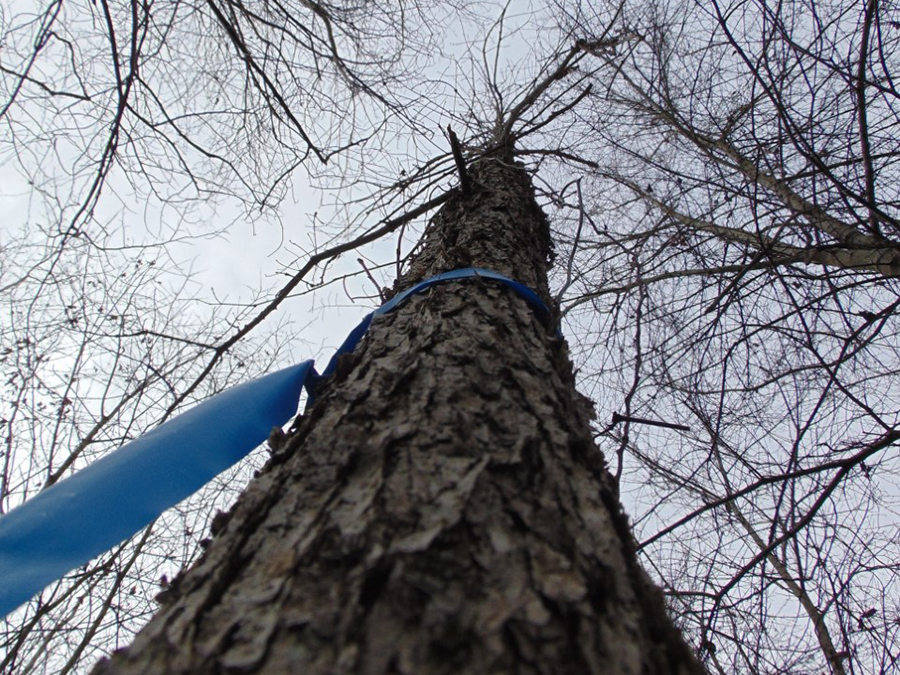 Precision Forestry Tree - Swamp Chestnut Oak