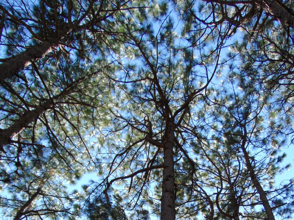 Longleaf Pine at the Pinetum image