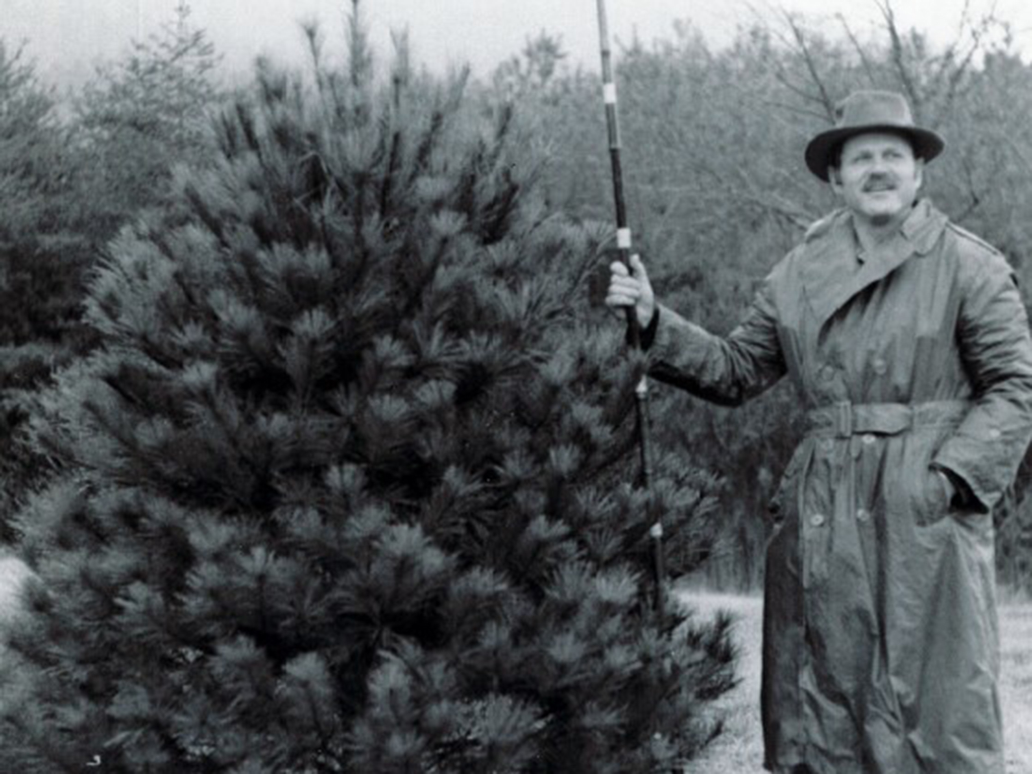 Professor Thor measuring Christmas Trees Image