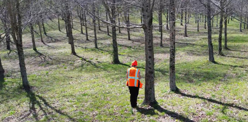 Ami Sharp mapping sugar maple at the Jack Daniel Distillery