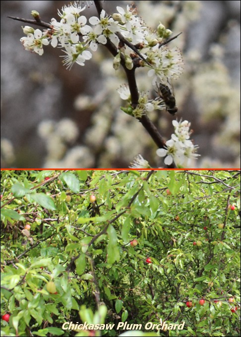 Image of a Chickasaw Plum tree with flowers
