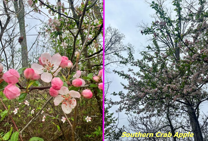 Southern crab apple image