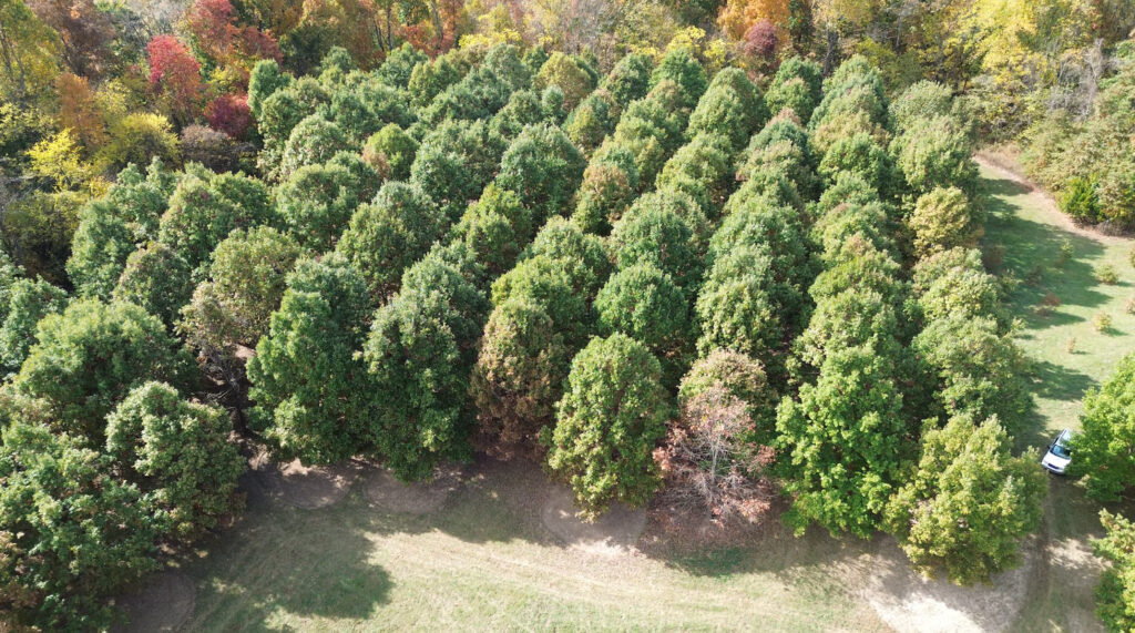 White oak orchard at the Jack Daniel Distillery