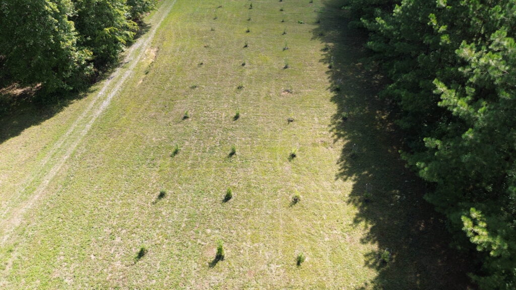 Young eastern hemlock orchard at the UT Cumberland Forest Unit