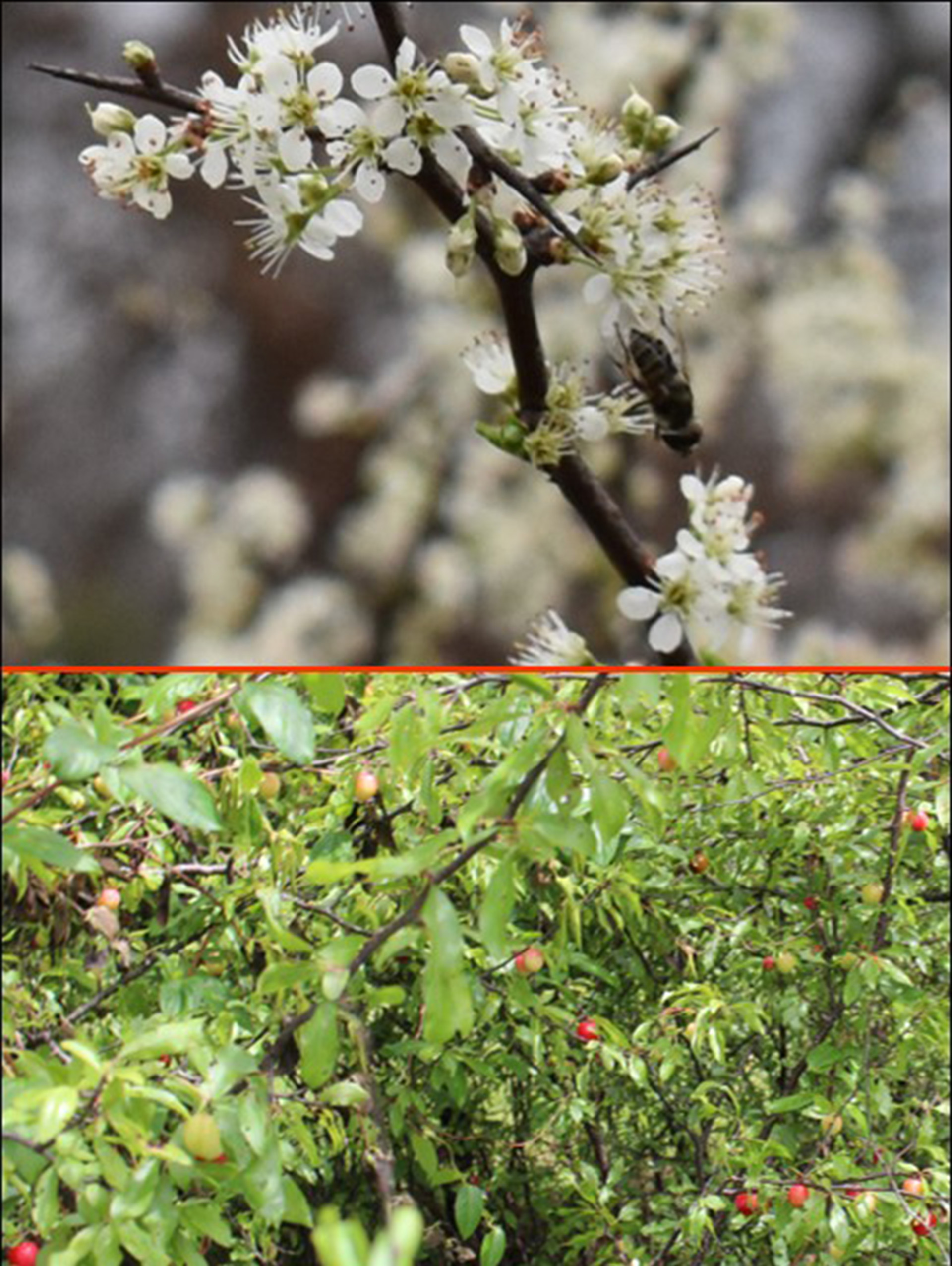 Image of a Chickasaw Plum tree with flowers