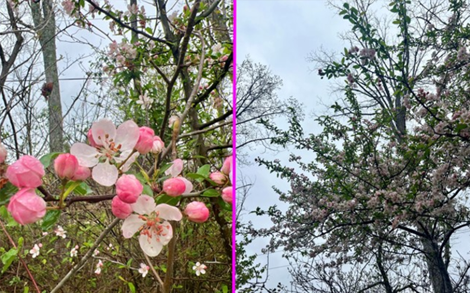 Image of Southern Crabapple flowers and tree