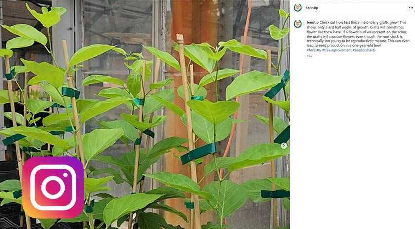 Thumbnail with Instagram logo