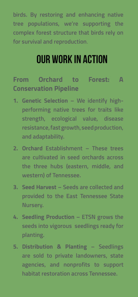 Songbird Brochure Page 4