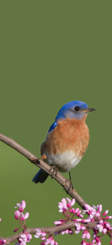 Songbird Brochure Page 3