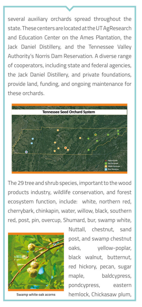 Tennessee Seed Orchard System Brochure page 4