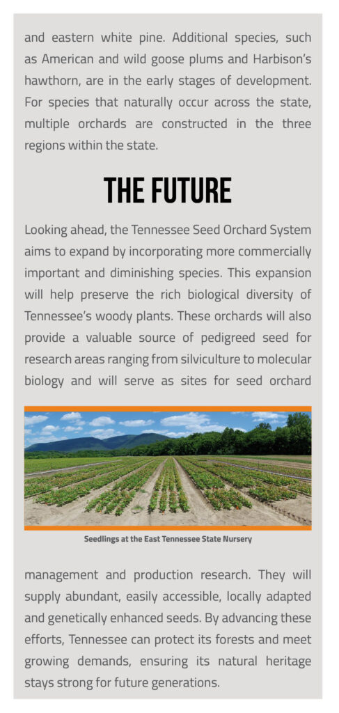 Tennessee Seed Orchard System Brochure page 5
