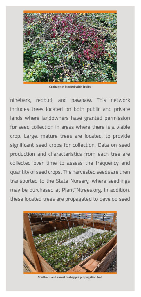 Tennessee Wild Forest Seed Network Brochure page 5