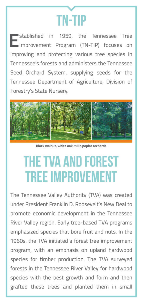 Forest Tree Seed Orchards at the Tennessee Valley Authority Brochure page 2