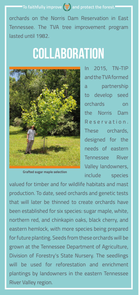 Forest Tree Seed Orchards at the Tennessee Valley Authority Brochure page 3