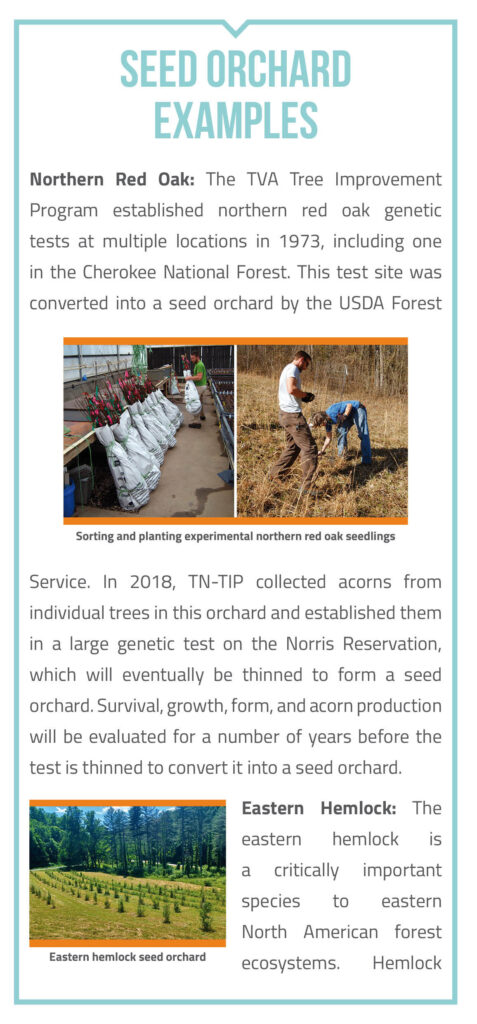 Forest Tree Seed Orchards at the Tennessee Valley Authority Brochure page 4