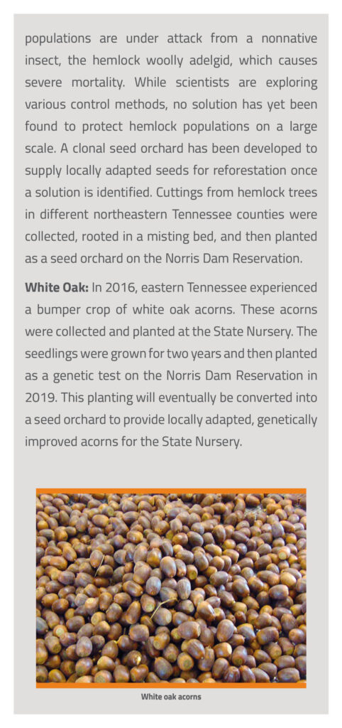 Forest Tree Seed Orchards at the Tennessee Valley Authority Brochure page 5
